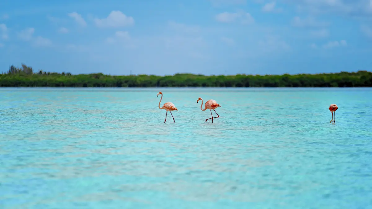 Las Coloradas + Rio Lagartos