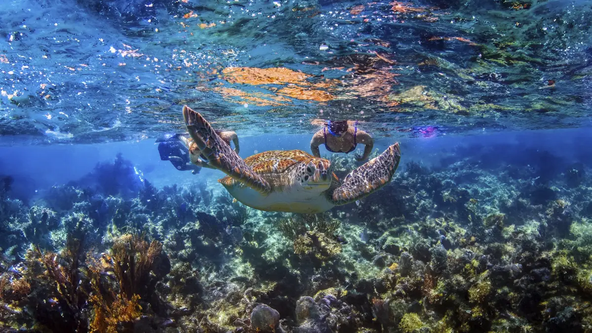 Cenote, Turtle y Beach Club