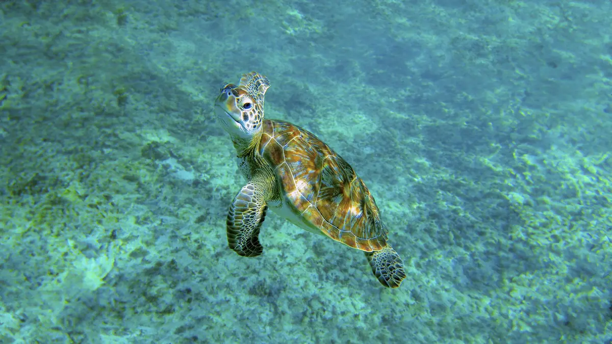 Tulum, Turtles, Cenote y Beach Club