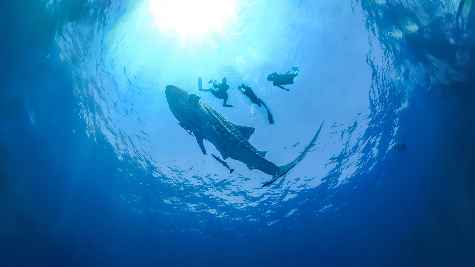 Nado con Tiburon Ballena
