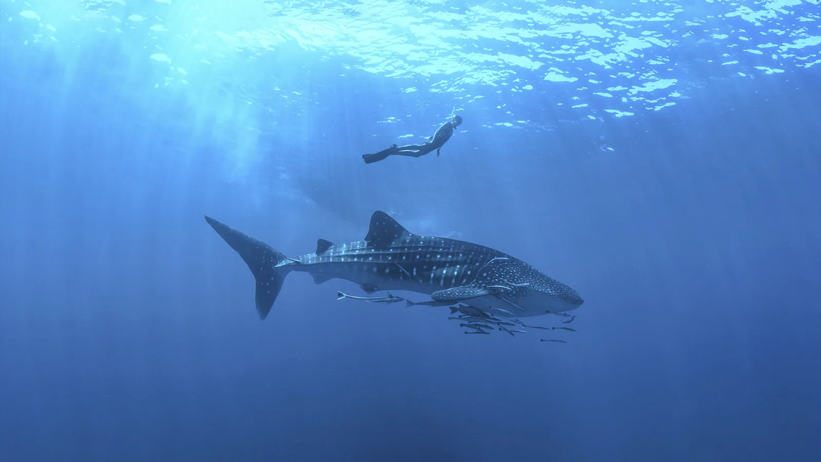 Whale Shark